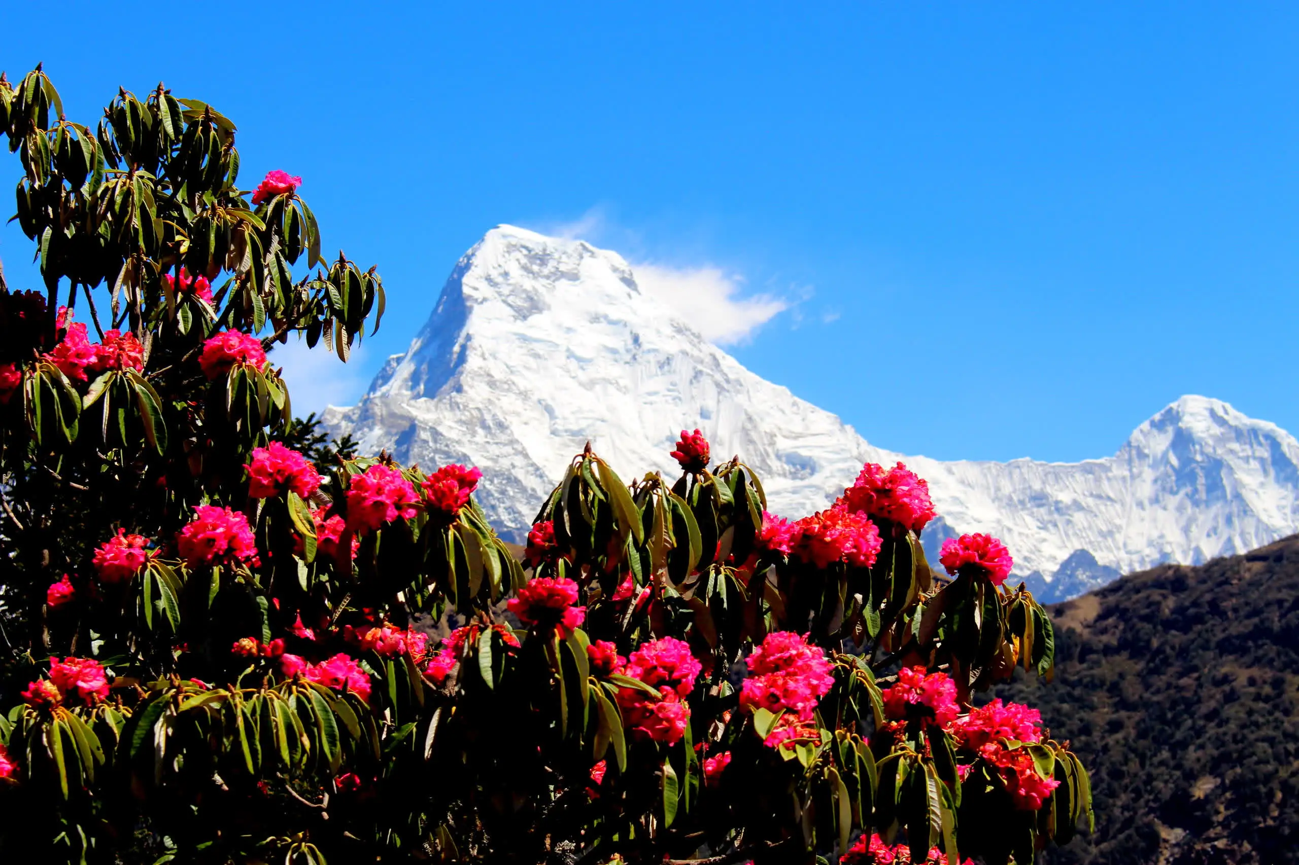 Forests and peaks of the Annapurna Conservation Area on the Mardi Himal trail