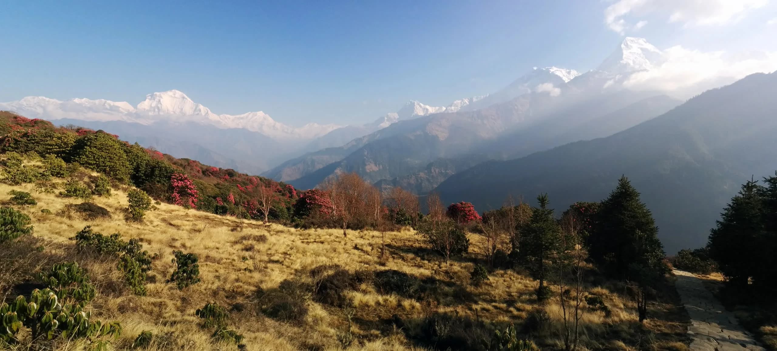 Sunrise light on Machhapuchhre from the Mardi Himal trail