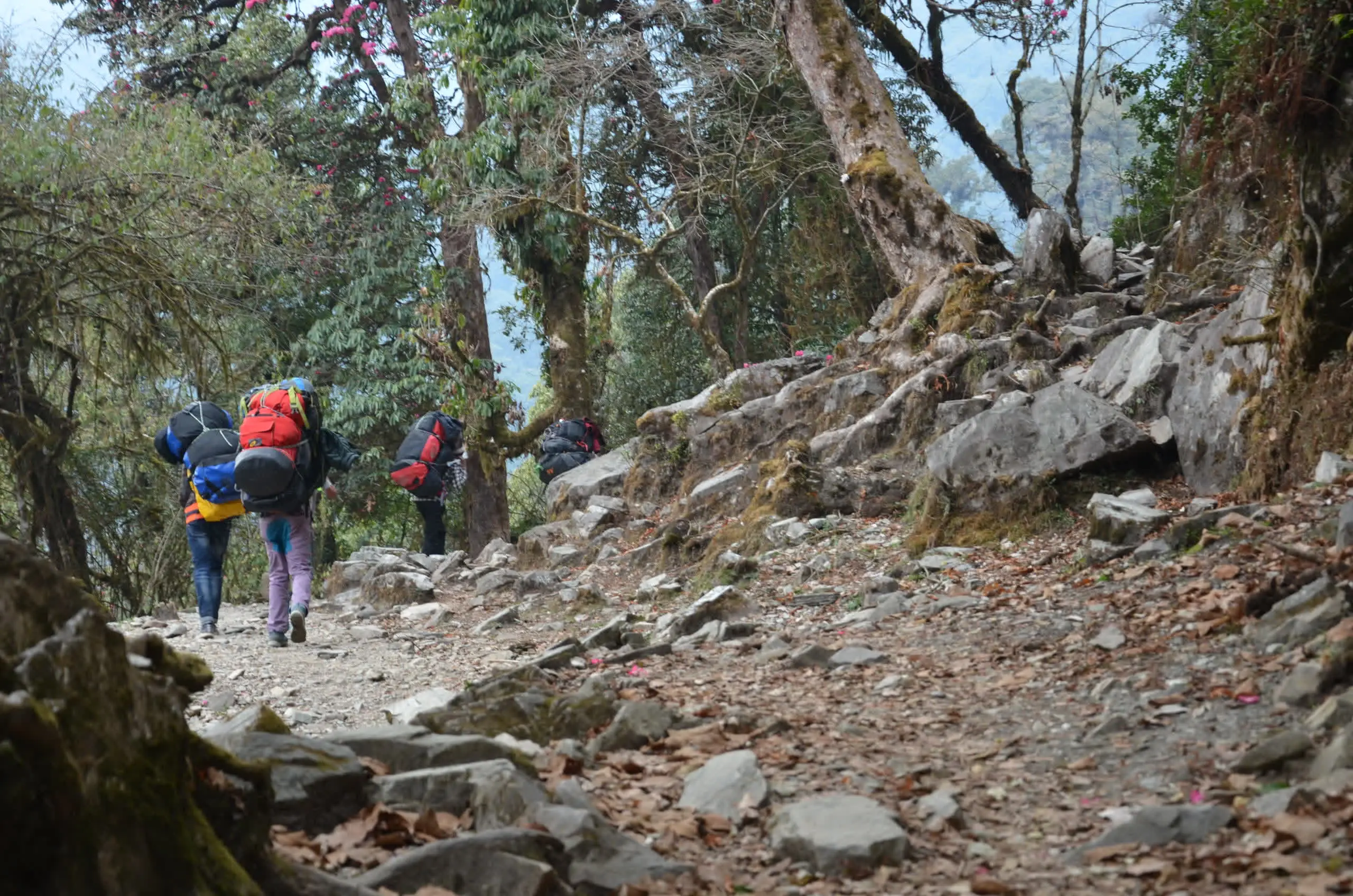 Local guide leading trekkers on the Mardi Himal ridge