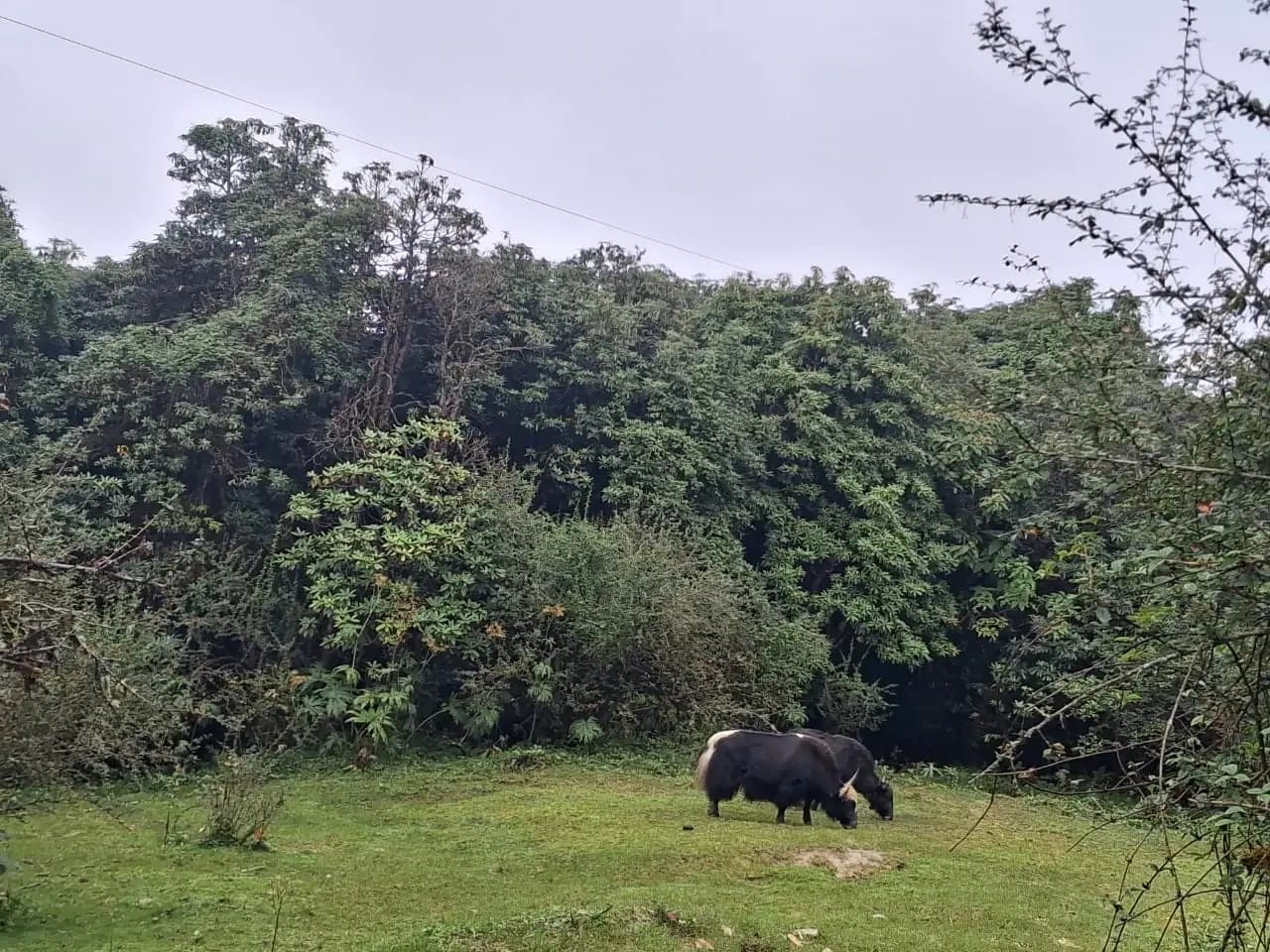 Two black, long-haired chauri (yaks) with white tails grazing a green clearing below dense rhododendron forest under a grey sky