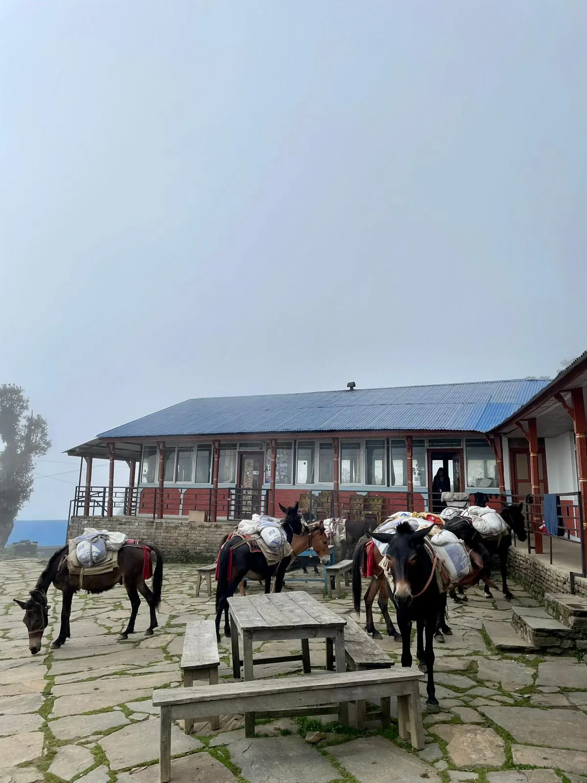 Low Camp on the Mardi Himal trek, day 3